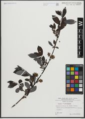 Foto von Salix apennina A. K. Skvortsov